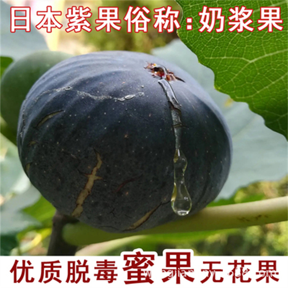 蜜果无花果树苗南方北方种植盆栽地栽波姬红紫果庭院阳台当年结果