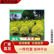 һ�����l��Ʒ�@�־G���������̾Gֲ���~����Ůؑ���ͺ����λ��@С