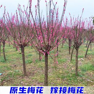 Tall Red Plum Saplings Native Red Seedlings Courtyard Large Cold-Resistant Greening Landscape Tree Potted Green Plum Saplings