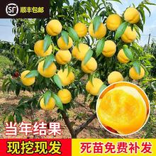 黄桃树苖桃树果苗嫁接苗冬桃北方果树油桃子树南方种植桃苗特大苗