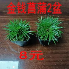 ���X����2��8Ԫ��ɽ����ˮʯ���С�ݸ�ʯɽҰ��ͥԺˮ�ؾG��ֲ��