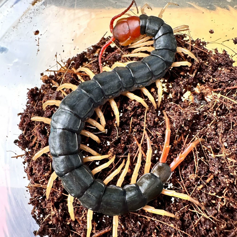 Живые и живые домашние животные, Aarolo, цвет волос, петушиные бои, чтобы улучшить дикие домашние животные