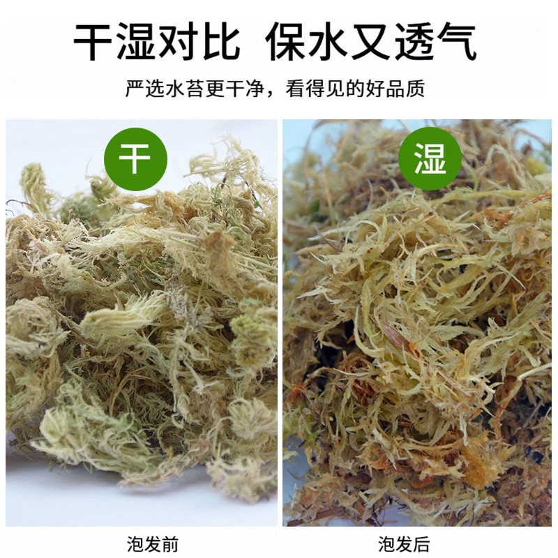 乾いたコケの水のコケの苔の蝶の蘭の多肉の石のgokの栄養の土の育苗は食虫のカメの冬眠のクッションを接ぎ木します。