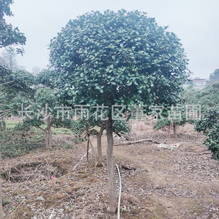 ���۟o���۹� 8-10�������\���� ����M�Ø� �o���۹Ǫ��U�Ә�