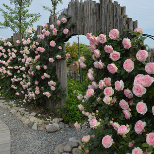 Large Seedlings of Rose Flower Seedlings, Climbing Roses That Bloom in All Seasons, Extra Large Flowers, Fragrant Climbing Plants, Rose Wall Flower Pots
