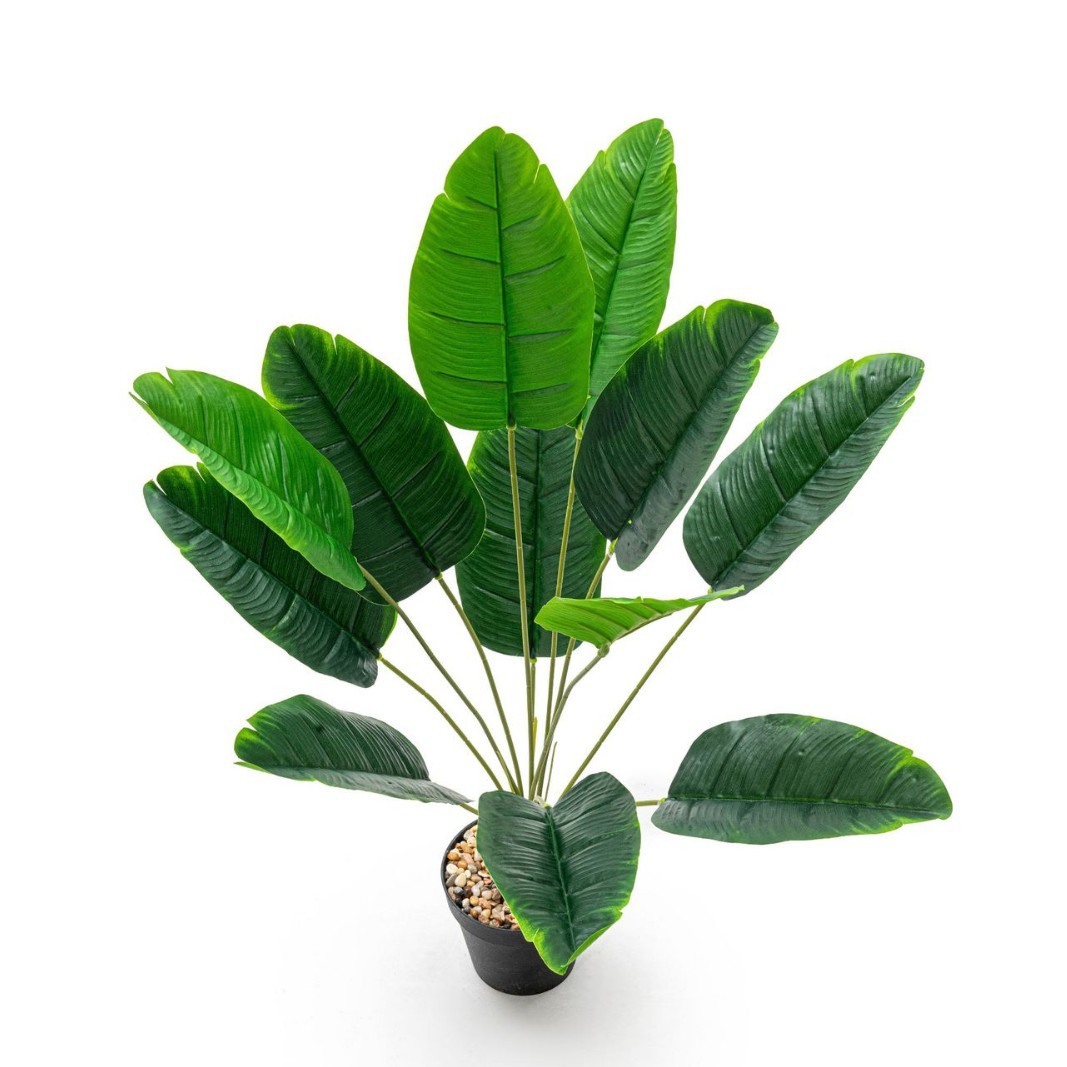 El plátano de viaje tiene 12 cabezas de largo (sin maceta)