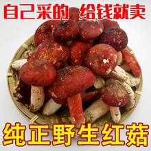 野生紅菇干貨批發價一等品野生蘑菇福建河南雲南廣西禮盒紅菇餐飲
