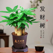 发财树盆栽植物室内办公室好养绿植水培客厅小盆景四季常青吸甲醛