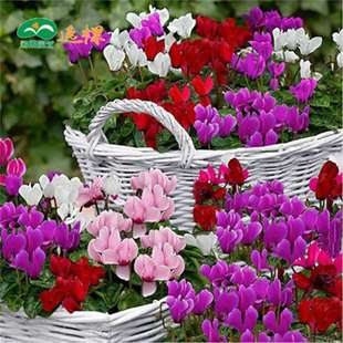 �ɿ́��N���҃��̨ͥԺ�ļ��_�����ຣ���ö����ױ�����ֲ��