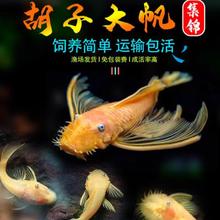 黄金红眼女王清道夫黄金胡子活体大型小型垃圾异型鱼缸热带观赏鱼