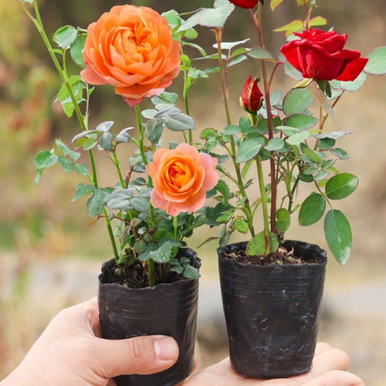Розовые саженцы цветут в любое время года с бутонами, очень крупные цветочные вьющиеся саженцы, комнатные и уличные балконные розы в горшках.