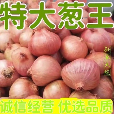 Green onions wholesale Northeast Onion Direct selling Shallots Onion Onion Big Outsize edible Manufactor wholesale Cross border