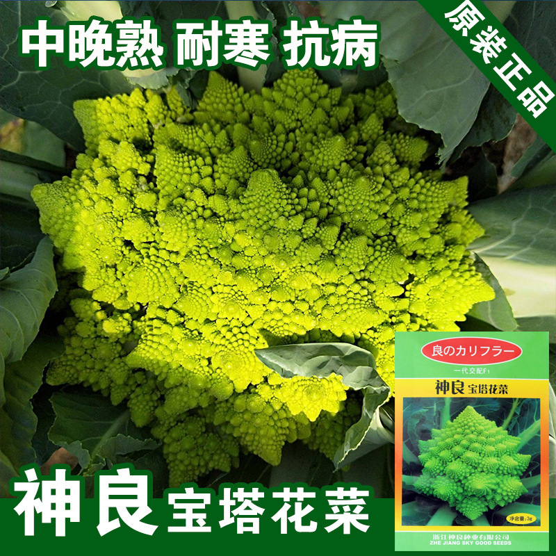 宝塔菜种子宝塔菜罗马花椰菜种子菜花种子蔬菜种子批发菜种