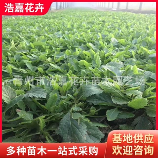 绿化马鞭草 柳叶马鞭草 宿根花卉青州苗 适合绿化花海种植马鞭草