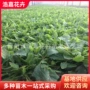 青州适合花海绿化马鞭草