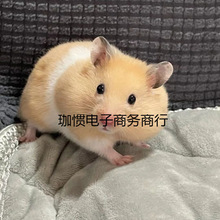 ���B�}���������ϡ�м��y��z�Lë�����혾�ë�ɐۻ��w���]