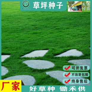Lawn Seeds, Dwarf Four-Season Green Mixed Grass, Perennial Rye, Foxtail Grass Seeds, Green Grass, Bermudagrass Seeds