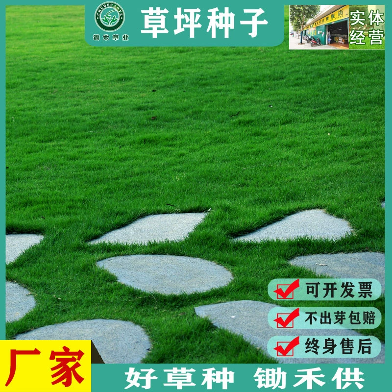 Семена газона карликовые Four Seasons Green смешанные травы многолетние ржаной хвост травы Семена плодовых трав хребта собака зуб корень травы Семена