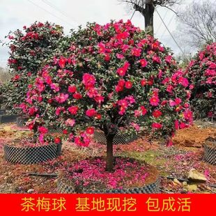 Camellia Seedlings, Ball-Shaped Flower Seedlings, Four-Season Potted Garden Landscaping, Small Seedlings, Tall Trees, Engineering Camellia Ball Canopy