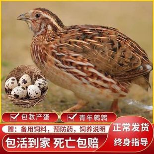 �������ɢ�B�µ�����g��С�u���g���u��ֳ���B�g�����B������