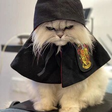 网红宠物披风狗狗猫咪变身装哈利波特魔法学院小型犬狗狗衣服斗篷