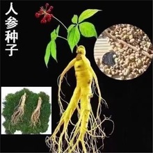 长白山人参种子一年四季种植盆栽东北西洋参种子草本植物药材种子