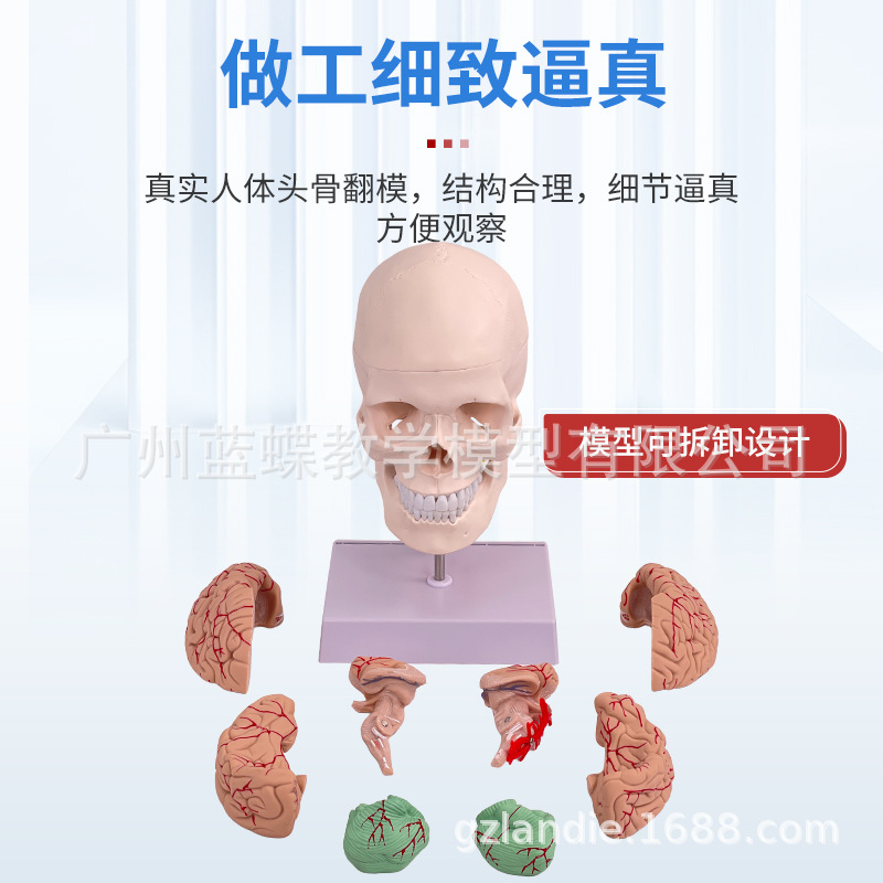 ����1��1ҽѧ��������ͷ��ģ��ͷ­�ǽ��� ��ɫͷ�Ǵ���׵�Խ���