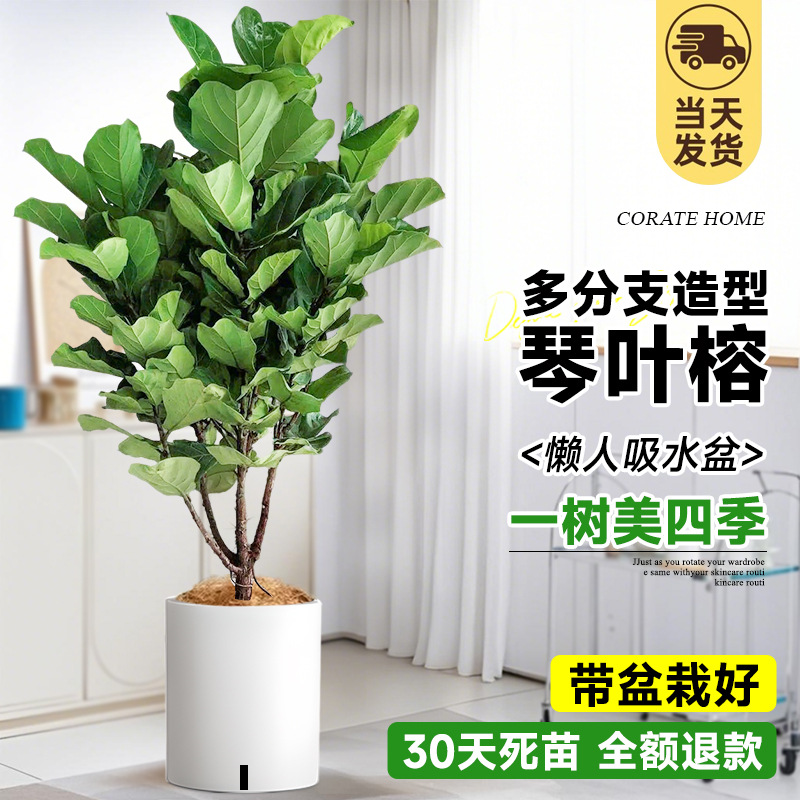 [초대형 및 다중 가지] 무료 갈색 실크! 스타일링 진예롱 1.5- 2m (게으른 흡연자