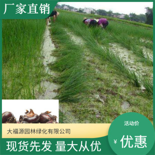 Water Chestnut Base Direct Supply Also Known as Water Chestnut, Water Chestnut, Taro, Aquatic Plant, Water Body Greening Root Block