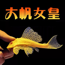 红眼女王大帆清洁鱼缸水族热带观赏鱼清道夫异形鱼好养活