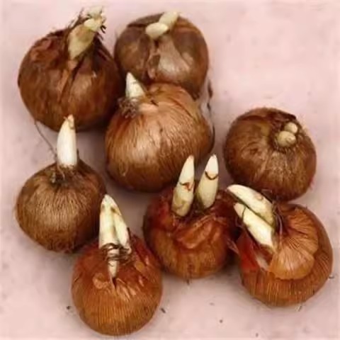 带芽药用藏红花种球西红花番红花植物秋冬耐寒盆栽花卉四季开花