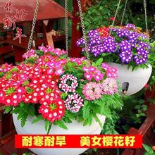 美女樱种子五色梅室内阳台庭院盆栽四季易种易活观赏花卉耐寒花籽