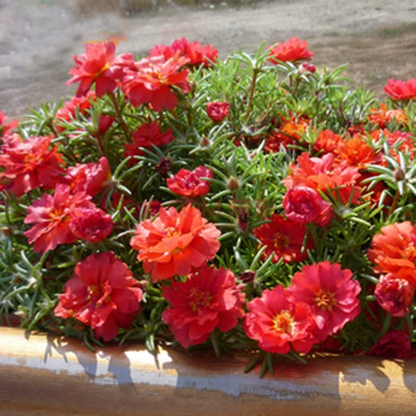 Смешанные цвета двухлепестковых саженцев подсолнечника, комнатные и уличные цветы в горшках на балконе, подсолнухи цветут в любое время года и поставляются с корнями.