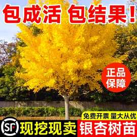 金叶银杏大树苗宝塔形白果行道树活苗庭荫树 绿化工程苗 规格齐全