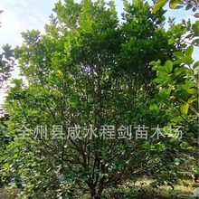 批发桔子树 砂糖橘品种 蜜桔红桔别墅庭院景观果树品种齐乔木