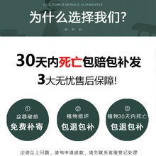 芦荟盆栽美容可食用室内净化空气植物办公室桌面好养易活绿植