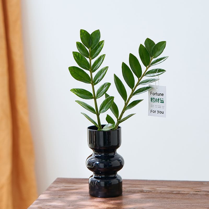 Hydroponic Money Tree, Water-Aged Stump, Green Plant, Indoor Potted Plant, Easy to Maintain in All Seasons, Autumn and Winter Living Room Flower Plant