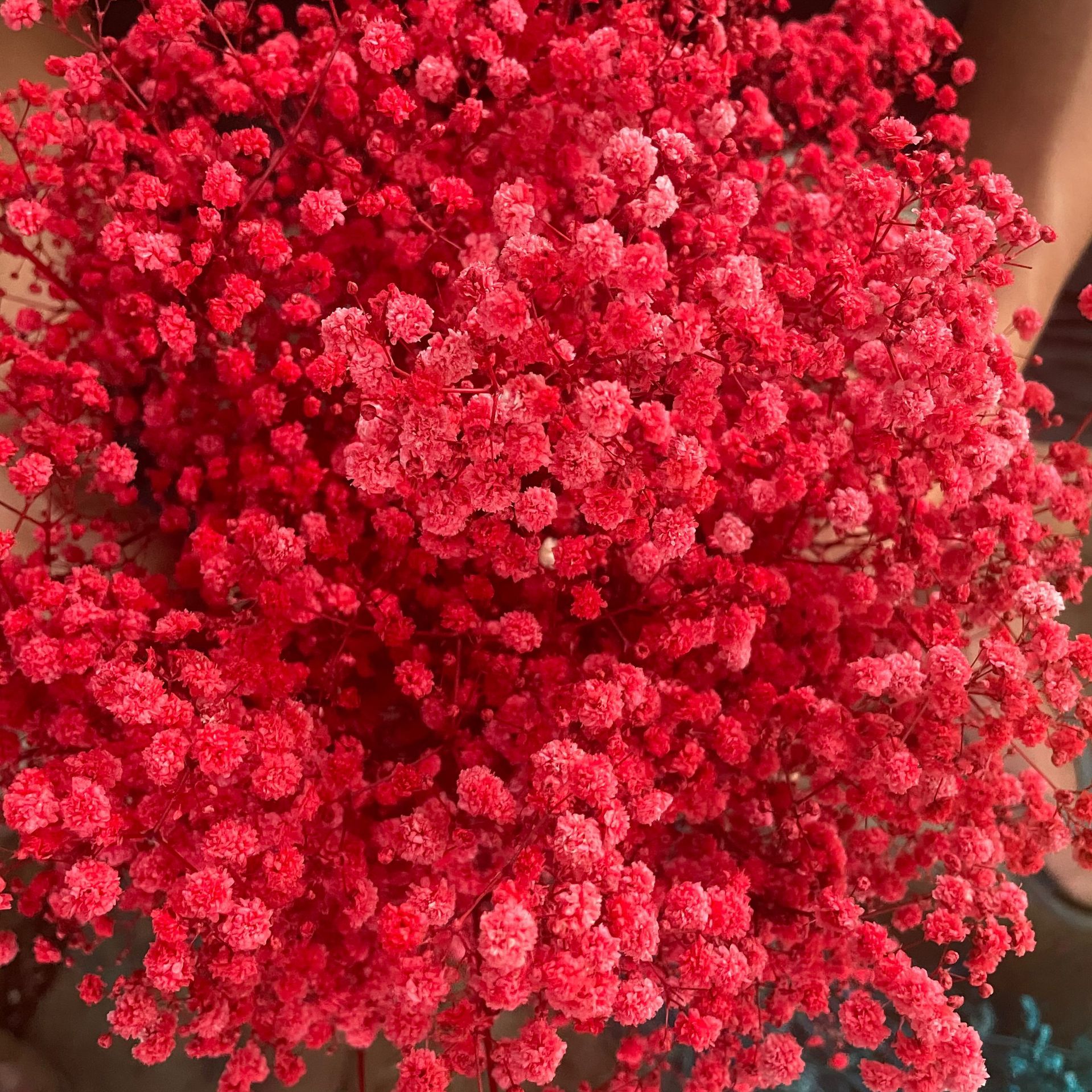 베스트 셀러 A 등급 중국 붉은 영원한 꽃 (약 120g)