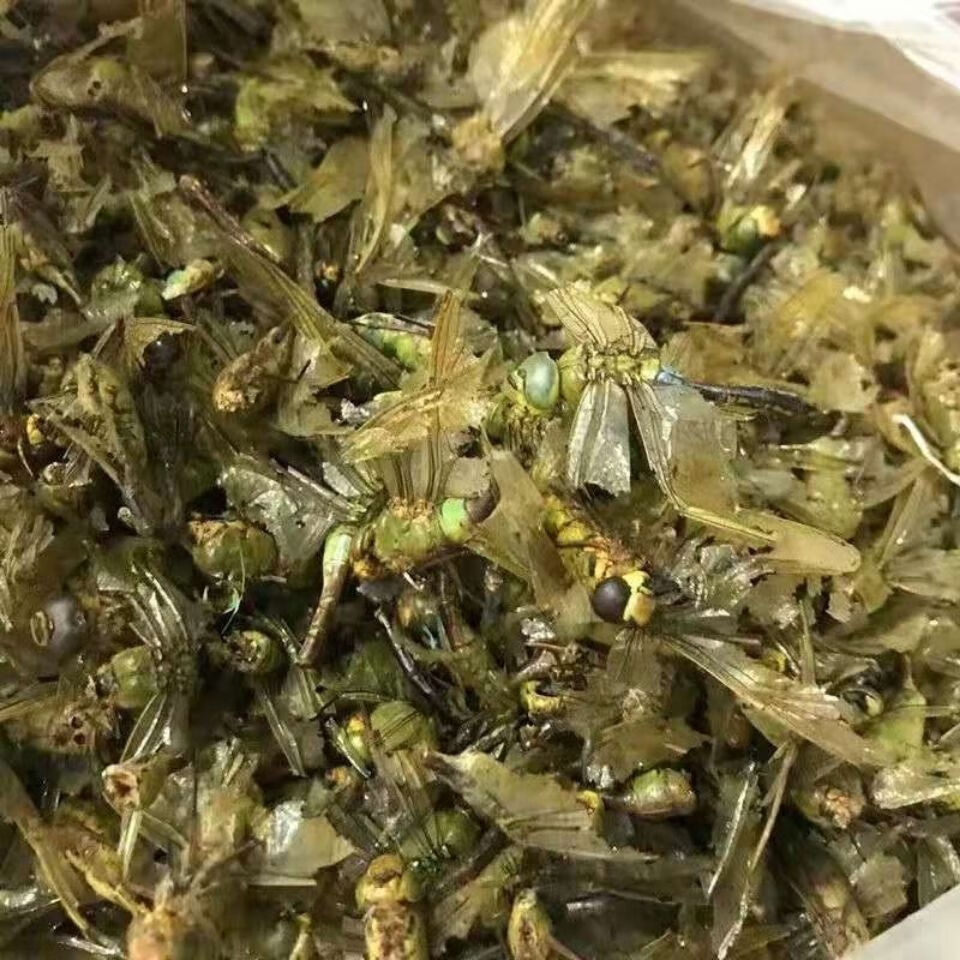 Dragonfly (Anisoptera) Dried Edible Insect — 500g Food-Grade Whole Dragonflies specifications