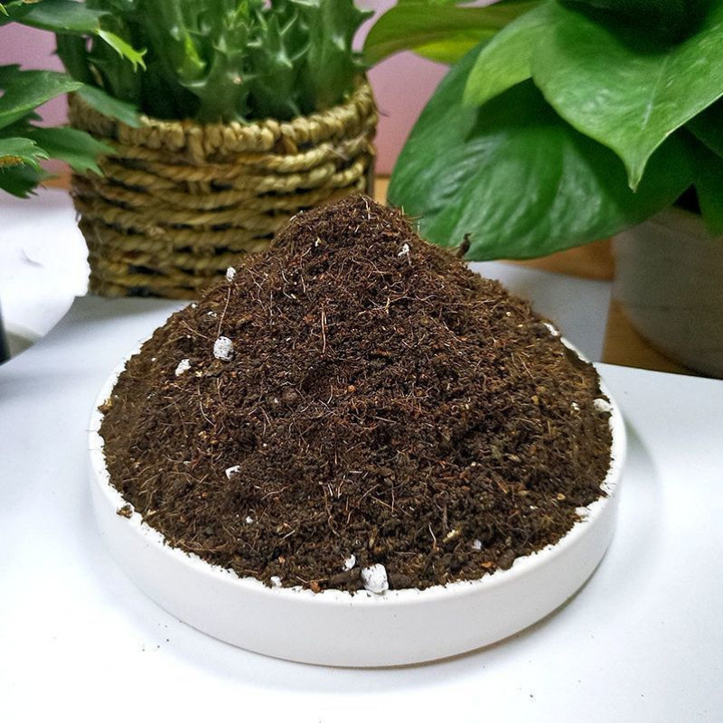 Qinhuahibiscus 老根耐寒性つる植物八重咲き四季開花鉢植え中庭観賞花バルコニー|undefined