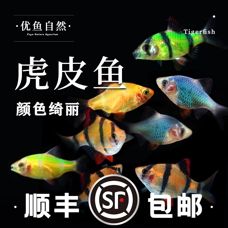 虎皮鱼活体鱼好养易活淡水鱼不掉色金虎鱼四间虎皮热带鱼观赏鱼