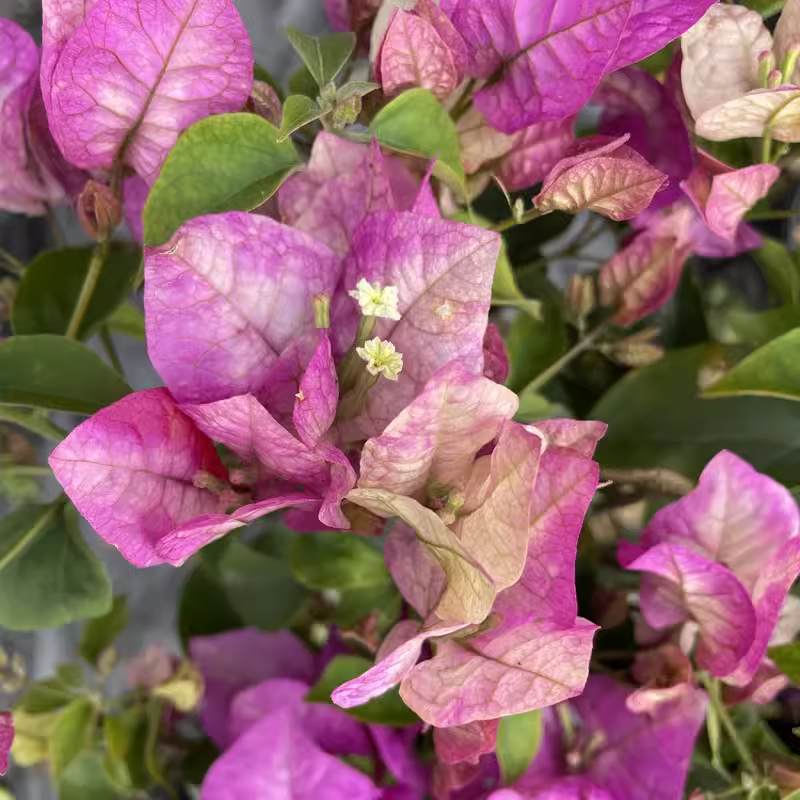 9.9 Flores frecuentes variedades de ciruela triangular en maceta jardín de plántulas es bueno para alimentar las plantas de vid de flores image 56