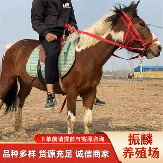 天津景区观赏马 阿拉伯马小马驹 蒙古马汗血马马驹出售
