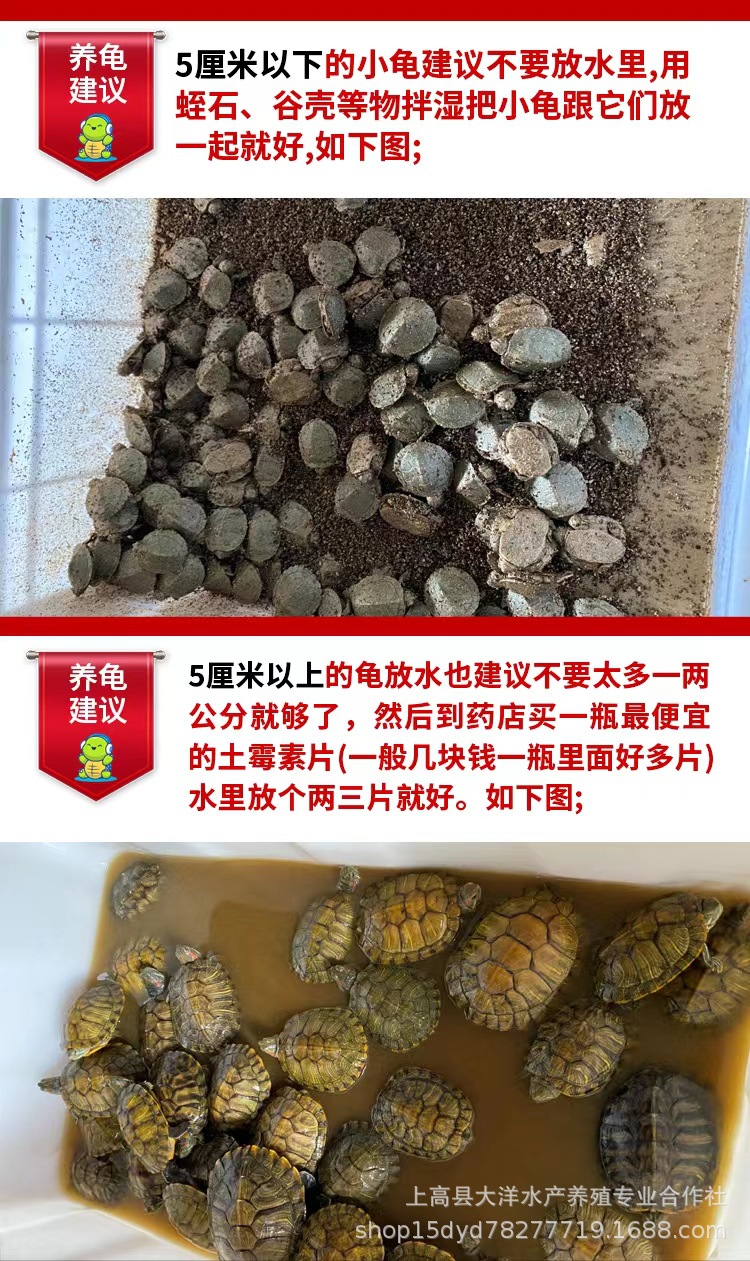 乌龟到货存放建议