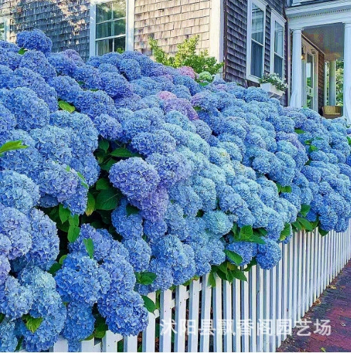 Бесконечная летняя гортензия розовая гортензия саженцы Китайская деревянная гортензия