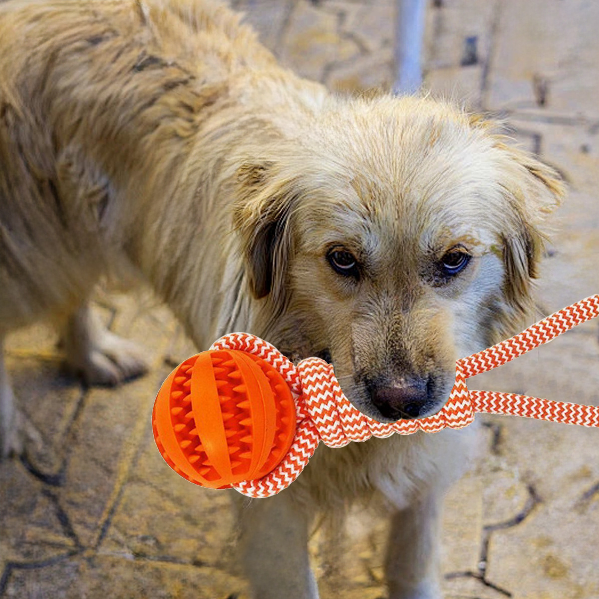 Gioco per cani anguria con corda da tiro e dispenser snack_voghion.com