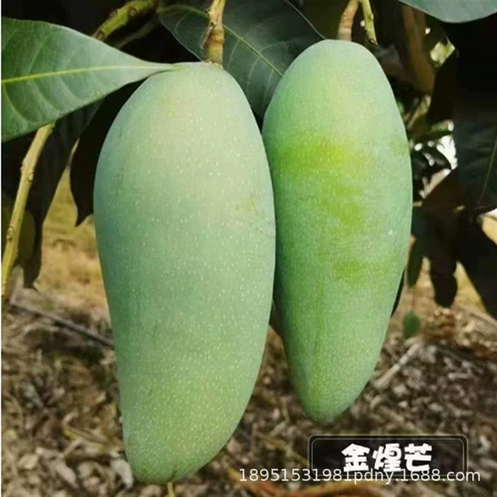 Императорская наложница Гуанси, рассада фруктовых деревьев манго, очень большие фрукты, четыре сезона, рассада манго, карлик, оригинальный Кубок, результаты рассады года