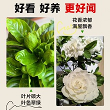 �d�ӻ����Ի��ܾGֲ���U�������ֱ�l�ļ��_�������ֲ̨����B��