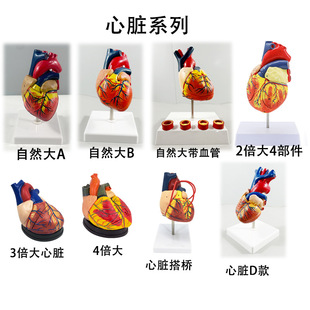 B���ʳ��� ѭ�hϵ�y�ăȿ����KѪ�� �̌Wģ�����w���K����ģ��