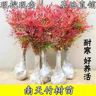 �����������辰�G����ľ����ͥԺ�ͺ�ֲ����������üt�����{����